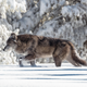 A wolf moving through fresh snow in Yellowstone National Park.